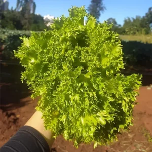 MyD Delivery Product Image