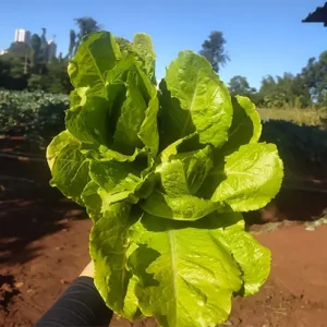 MyD Delivery Product Image