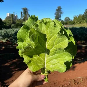 MyD Delivery Product Image