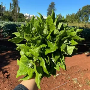 MyD Delivery Product Image