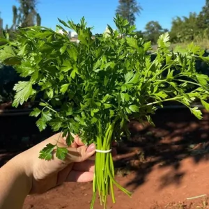 MyD Delivery Product Image